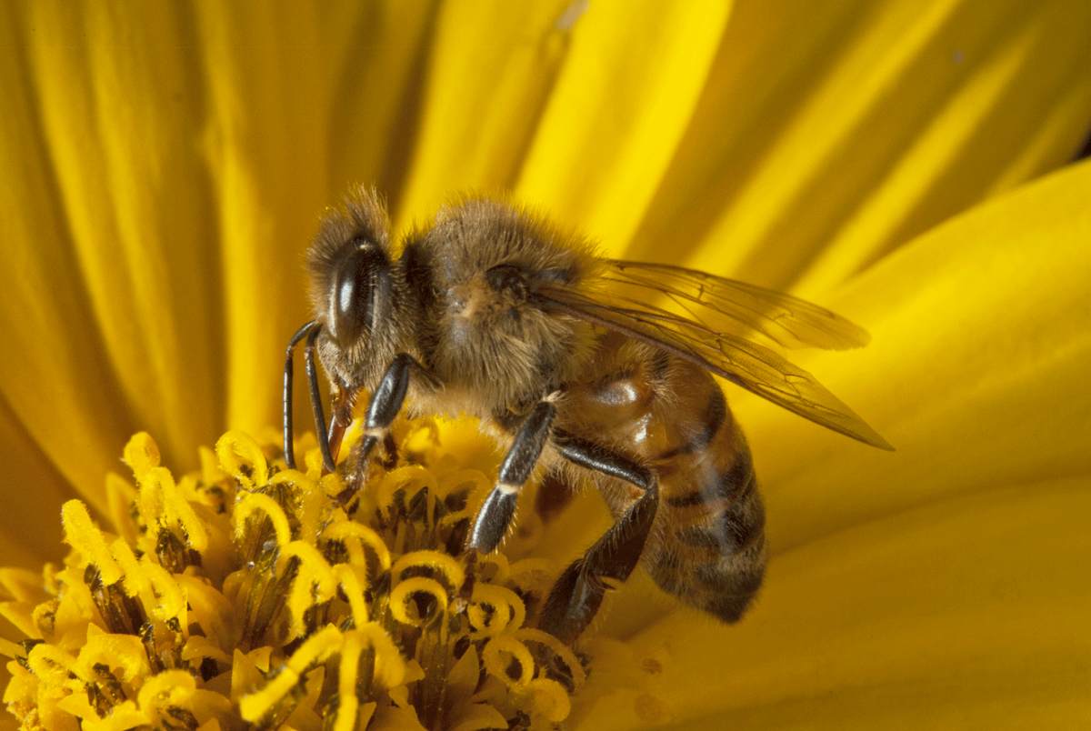 Bee on Sun Choke